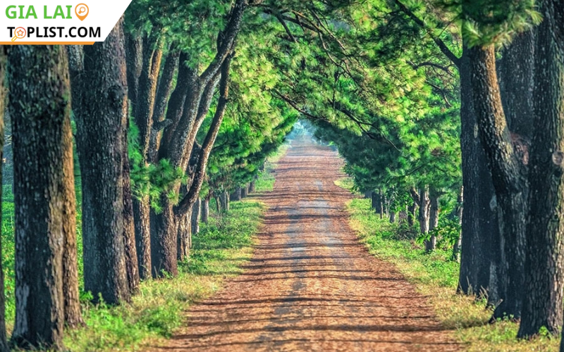 Kinh nghiệm du lịch Biển Hồ Chè Gia Lai