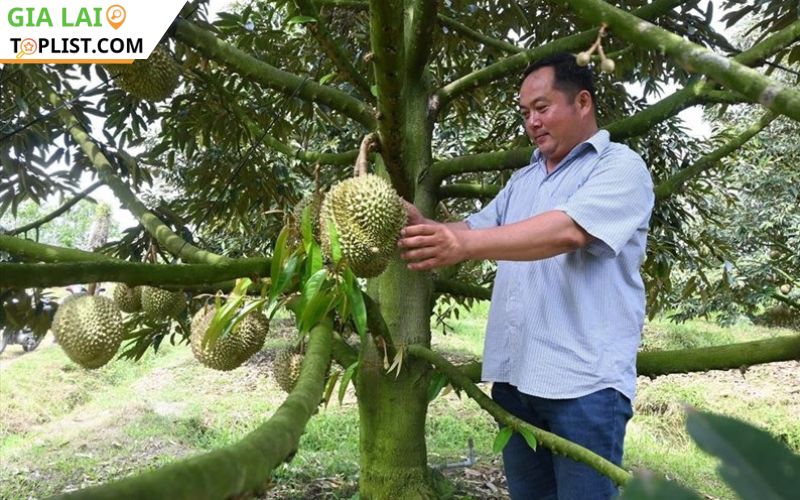 Lời khuyên nông dân Gia Lai