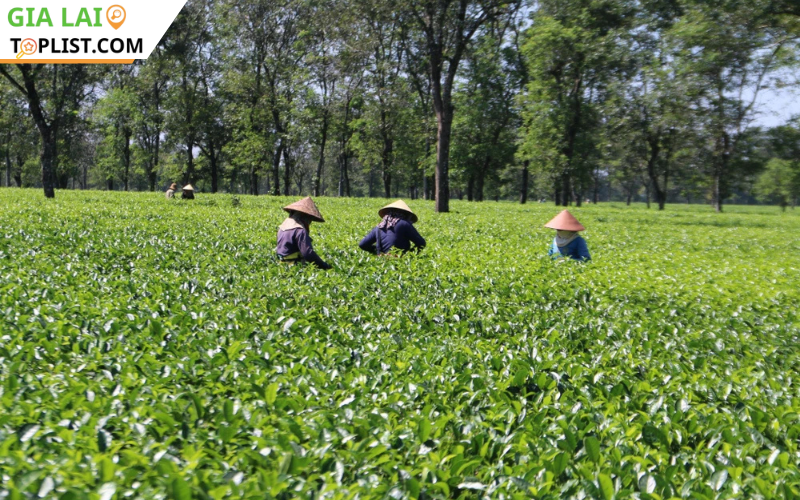 Lưu ý khi tham quan Biển Hồ Chè Gia Lai