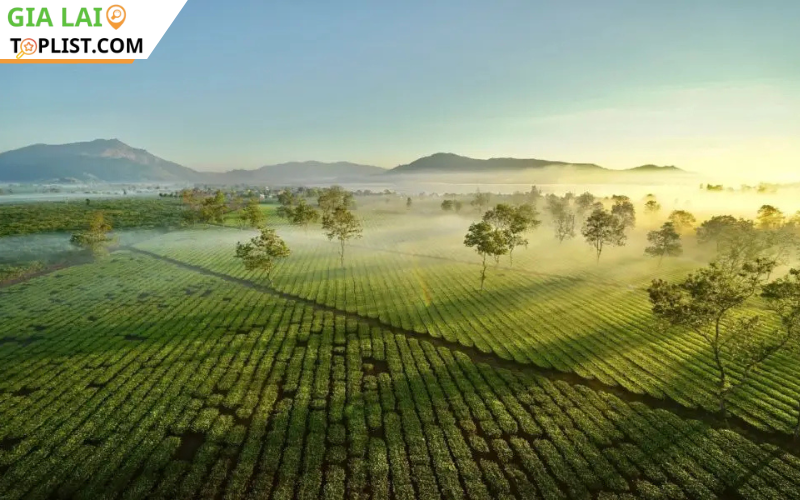 Sự quyến rũ tuyệt vời của biển Hồ Chè